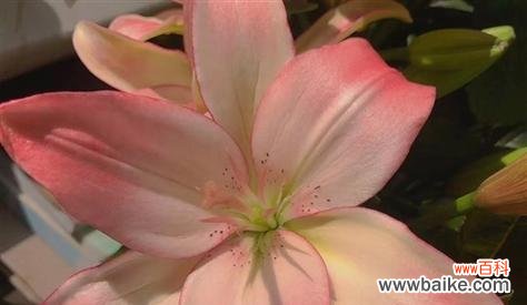 云悦花语大结局揭示了什么?结局中的花语有何深意?