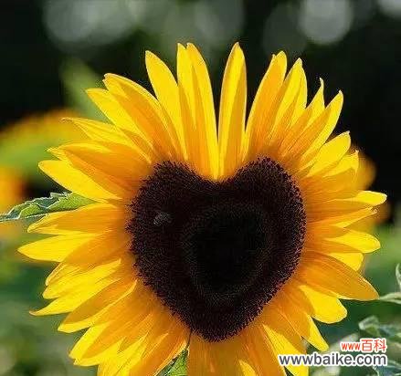 蓄谋已久花语的深层含义是什么？