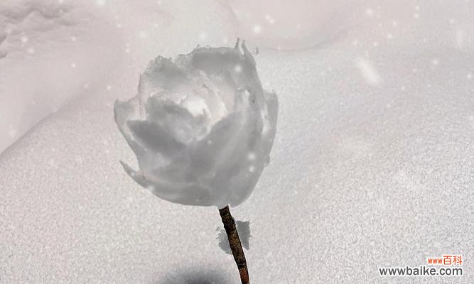 雪花玫瑰代表了哪些情感？