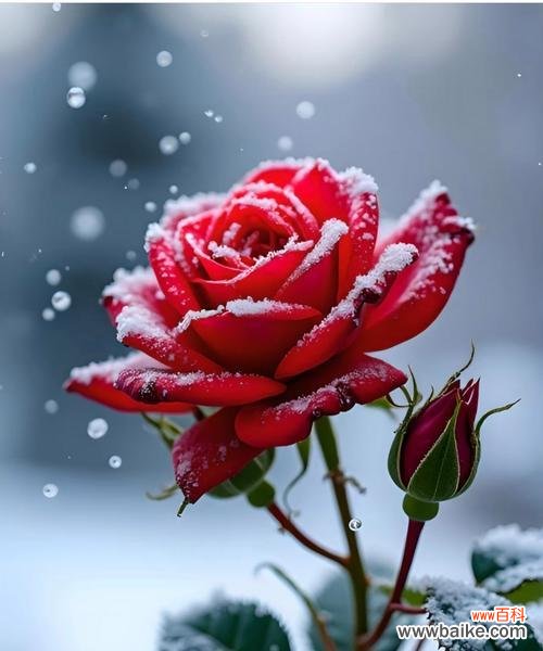 雪花玫瑰代表了哪些情感？