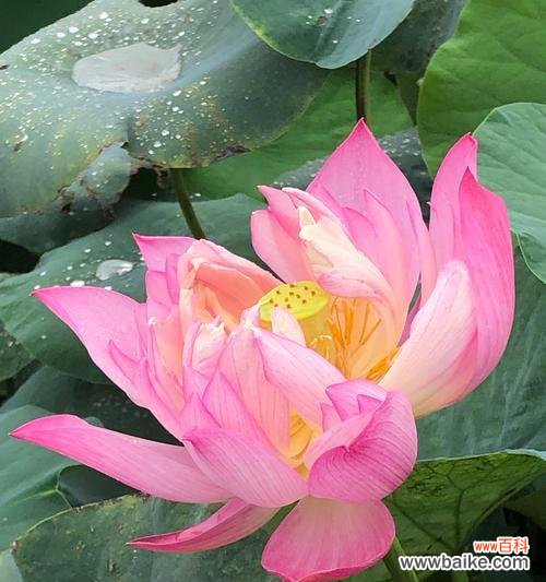 莲花皇后的花语是什么?莲花皇后象征着什么?