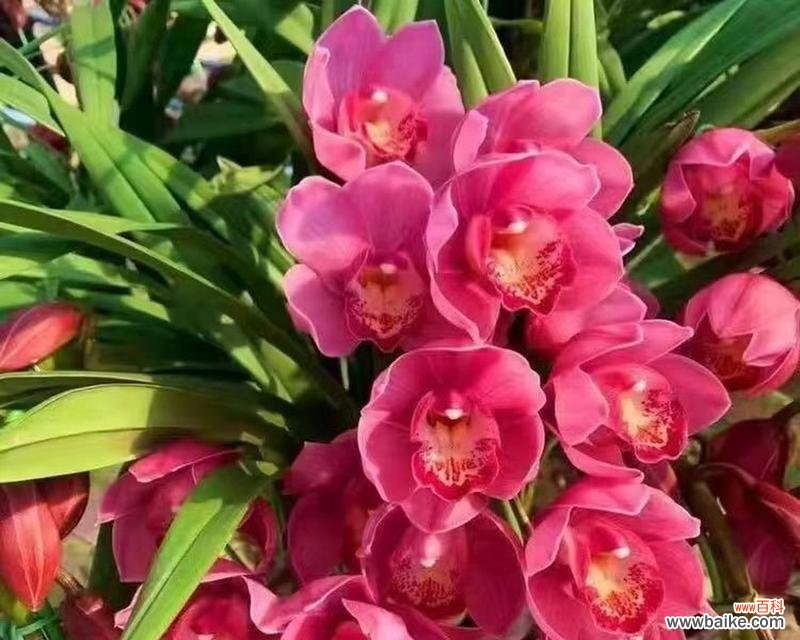 兰草的花语代表了什么？