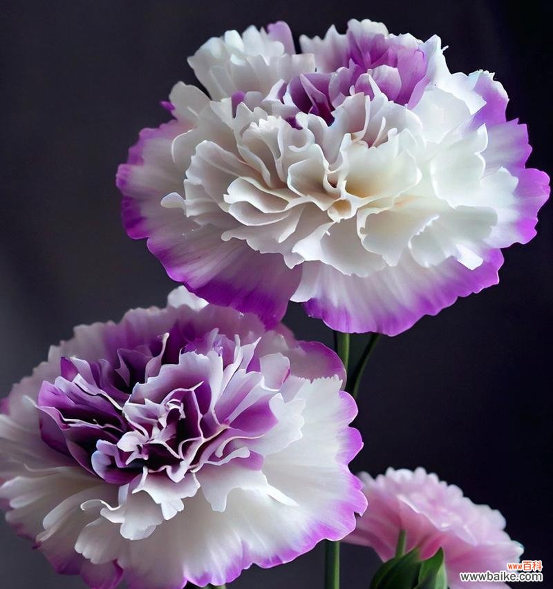 康乃馨送给老师有何深意?花语代表了什么?