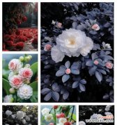 山茶花的花语有何含义？山茶花束代表了什么？