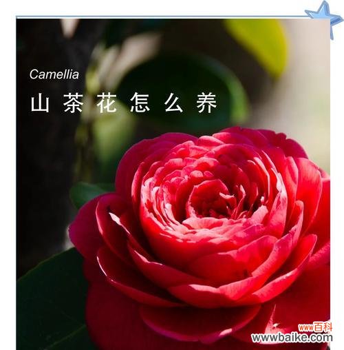 山茶花的花语有何含义?山茶花束代表了什么?
