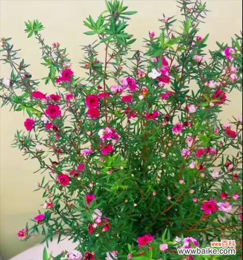 锦鲤花语的花有哪些?