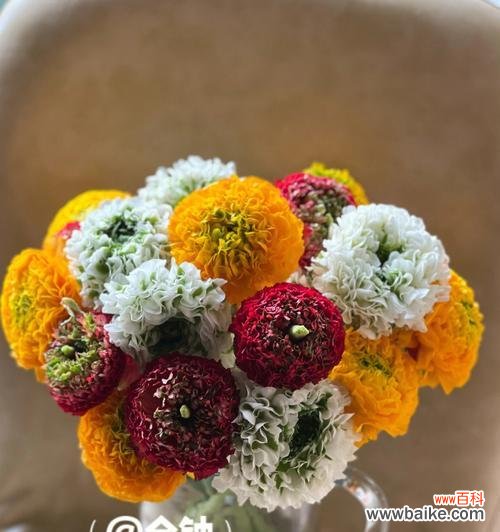 锦鲤花语的花有哪些?