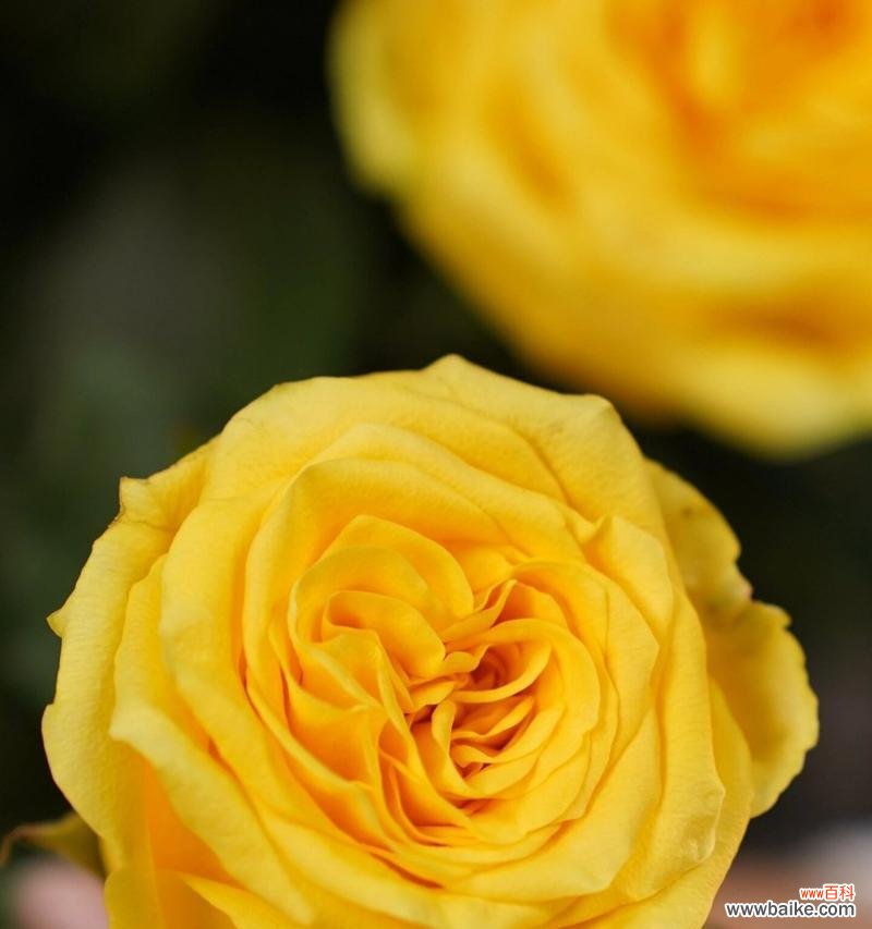 玫瑰花语在情话中扮演什么角色?