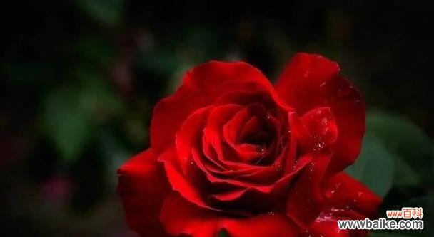 玫瑰花语在情话中扮演什么角色?