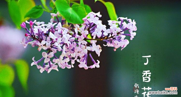 云中白鹤的花语是什么？这种花象征着什么？