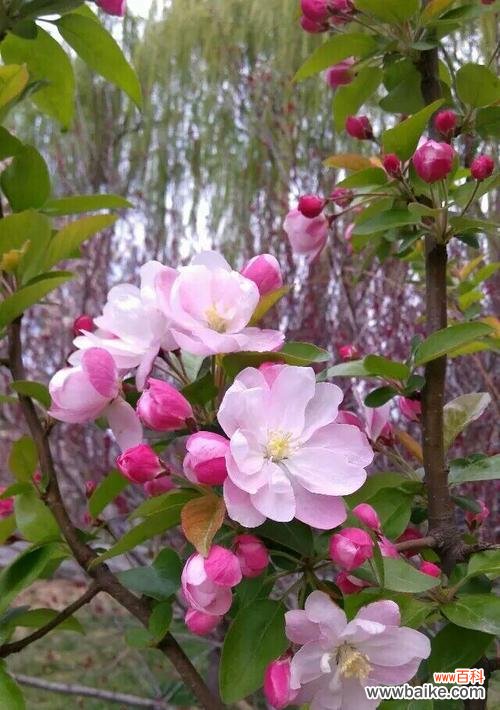 云中白鹤的花语是什么？这种花象征着什么？