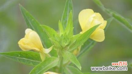 揭开月见草的花语与传说之谜,领略大自然的智慧和价值 月见草的花语和传说