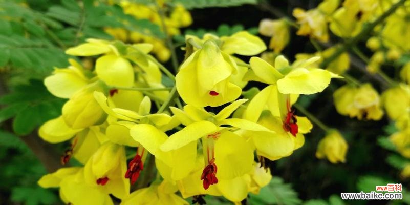 从云实花语探索古老的传统与意义 云实花语