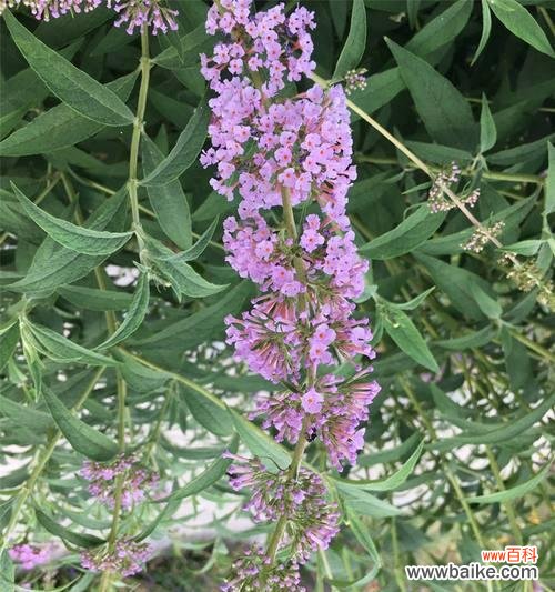 从云实花语探索古老的传统与意义 云实花语