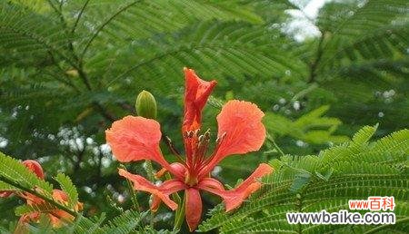 从云实花语探索古老的传统与意义 云实花语