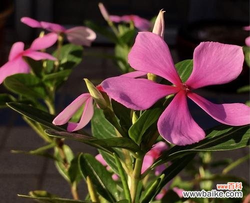 揭秘长春花的花语及其深远意义 长春花花语的美丽寓意