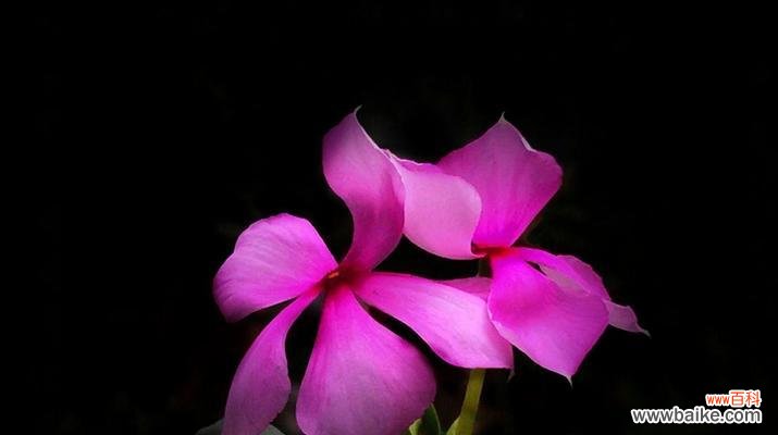 揭秘长春花的花语及其深远意义 长春花花语的美丽寓意