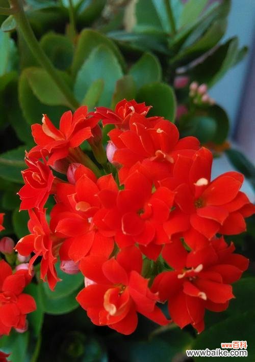 以长寿花为载体,传递健康与吉祥 长寿花花语