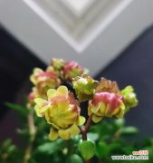 探究长寿花切花的意义和市场前景 长寿花切花的种植和应用