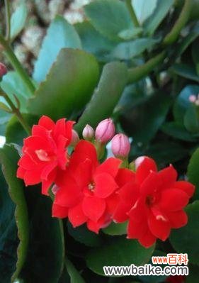 探索粉色长寿花的寓意与象征 粉色长寿花花语及其意义