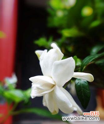 探索栀子花的含义和象征 栀子花的花语