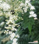 揭示珍珠梅花的美丽内涵 珍珠梅花