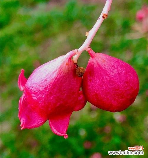 揭开珍珠花背后的秘密，解读她的深刻寓意 珍珠花花语——探寻花海中的真实