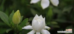 追寻爱情之花情感与美的结晶 栀子花的寓意与象征意义
