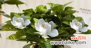 追寻爱情之花情感与美的结晶 栀子花的寓意与象征意义