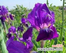 揭开蓝色鸢尾的意义与象征 蓝色鸢尾花的花语——寄托希望与宁静