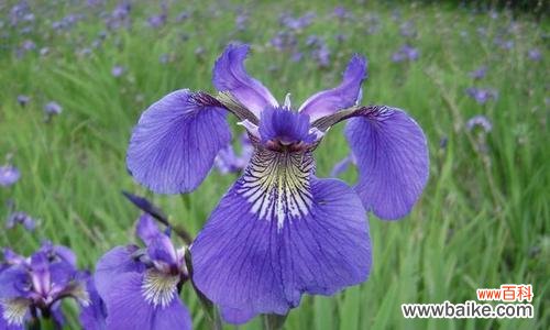 解读鸢尾花的象征意义与魅力 鸢尾花之美