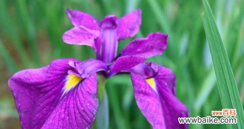 探秘鸢尾花的神秘含义 鸢尾花的隐藏花语