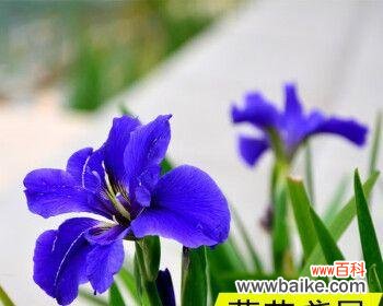 尾花鸢尾花语的深意与传承 探索尾花鸢尾的花语之美