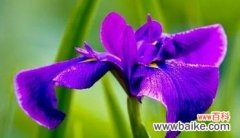 揭示鸢尾兰花的神秘之美 探寻鸢尾兰花语的意义