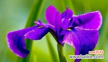 揭示鸢尾兰花的神秘之美 探寻鸢尾兰花语的意义