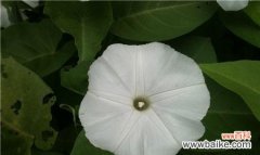 解读月光花的深远含义与美丽神奇的魅力 月光花的花语