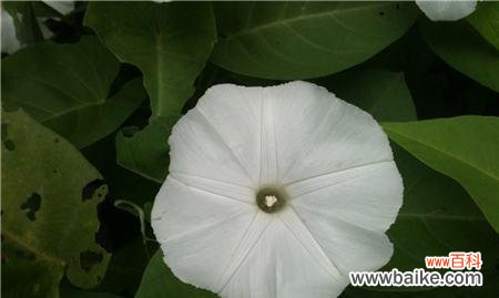 解读月光花的深远含义与美丽神奇的魅力 月光花的花语