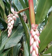 千锤百炼的花语是什么意思？代表了什么？