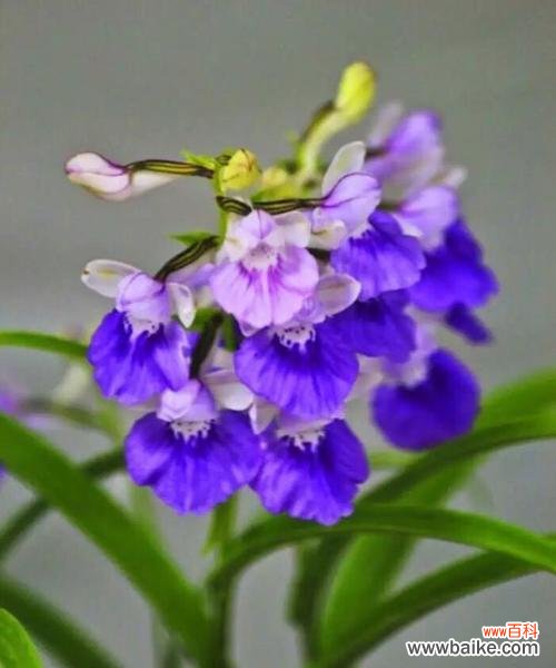 羽蝶兰的花语有何深意？羽蝶兰代表什么？