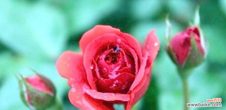 十一片玫瑰代表什么意义?