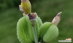 水边美人蕉的花语代表什么？