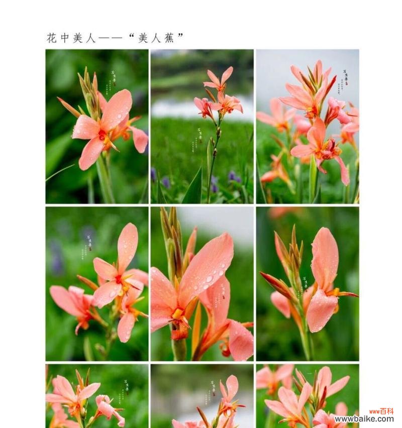 水边美人蕉的花语代表什么？