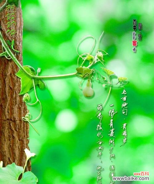 竹子的花语是什么?它有哪些功效和特点?古代诗词中如何描述?