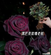黑巴克丝绒玫瑰花语有何含义？黑巴克丝绒玫瑰象征什么？