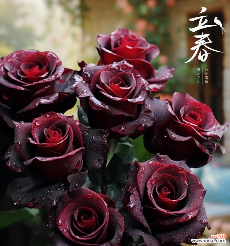 黑巴克丝绒玫瑰花语有何含义？黑巴克丝绒玫瑰象征什么？