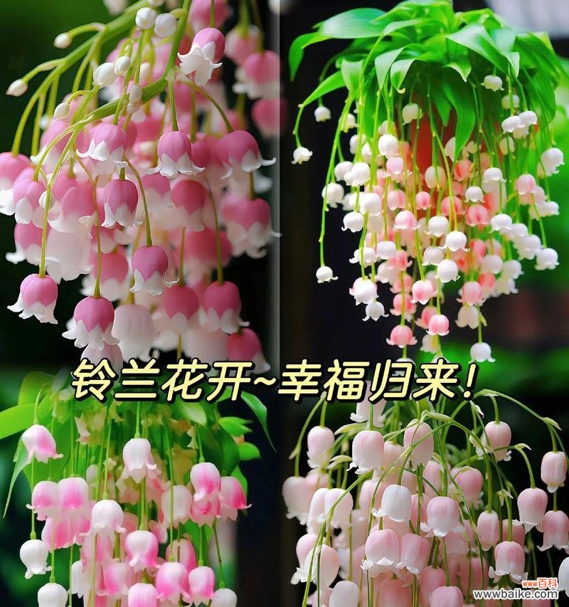 在原地等候的花语是什么?这种花语有何深层含义?