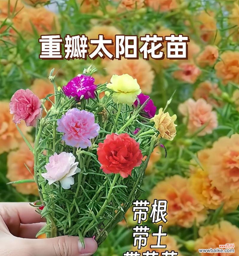 太阳花心形花语代表了什么?