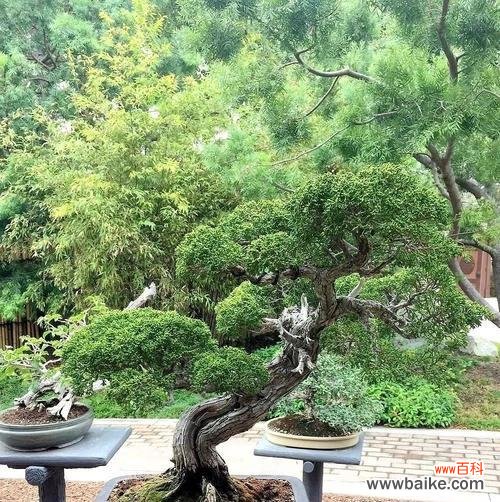 神仙草的花语代表了什么?它的含义又是什么?