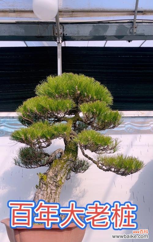 神仙草的花语代表了什么?它的含义又是什么?