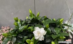 栀子花的花语及文化象征 栀子花的美丽与寓意